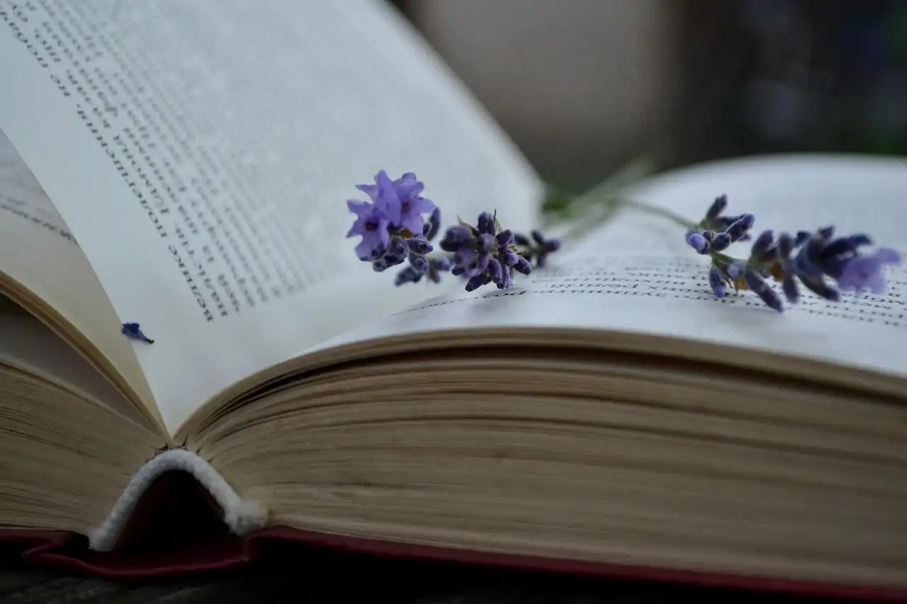 lavender-7293407_1280